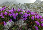 43 Primula di Lombardia...